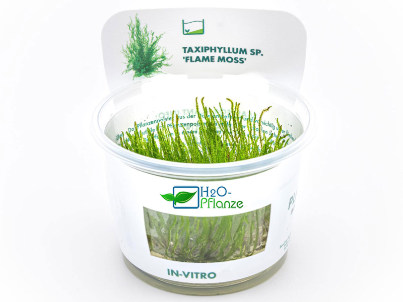 Preview: Flammen-Moos - Taxiphyllum sp. 'Flame Moss' in vitro